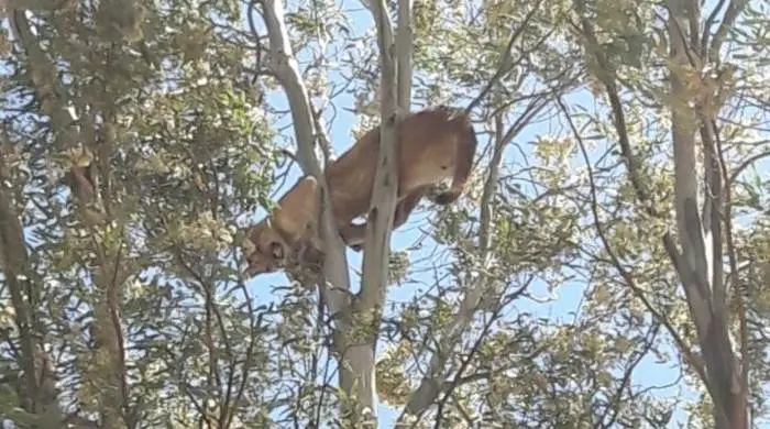 Bahía Blanca: Atraparon a un puma que apareció en Ingeniero White