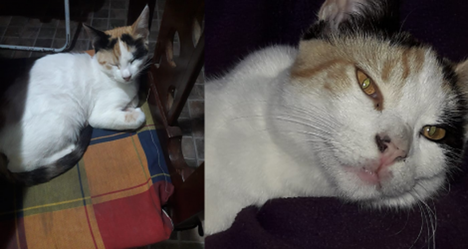 Buscan a Catita