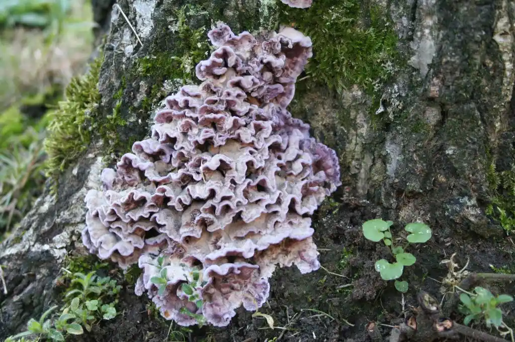 India: reportan el primer contagio en humanos del “hongo asesino de árboles”