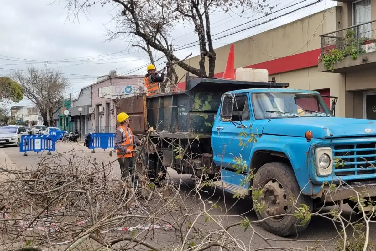 Este viernes continuarán los trabajos de poda invernal en los árboles del microcentro: qué calles estarán afectadas
