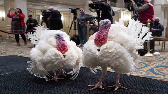 «Mantén la calma y sigue glugluteando»: así indultaron a los pavos en tradicional ceremonia en la CASA BLANCA