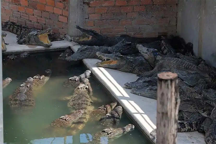 Los reptiles no tuvieron piedad con el anciano.