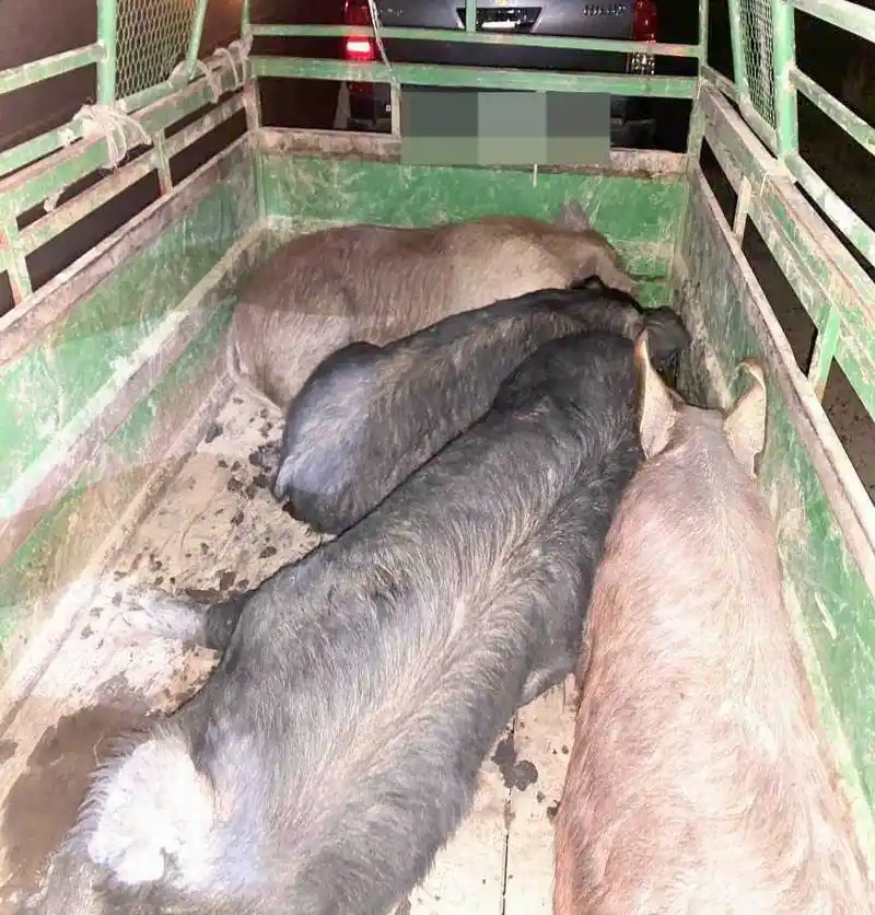 En un control de rutina sobre RN 86 detectan
irregularidades en el traslado de animales