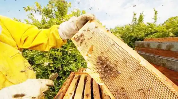 INTA alerta sobre una enfermedad que afecta a la apicultura de la costa del Uruguay