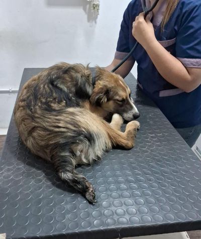 Cronograma de castraciones gratuitas y jornada de vacunación antirrábica en Gualeguaychú
