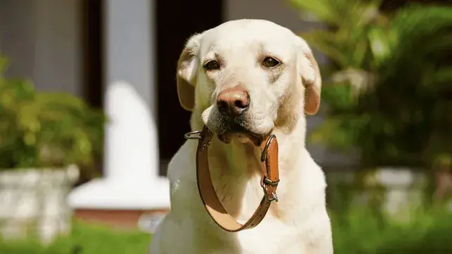 Funes endurece las sanciones a dueños de mascotas