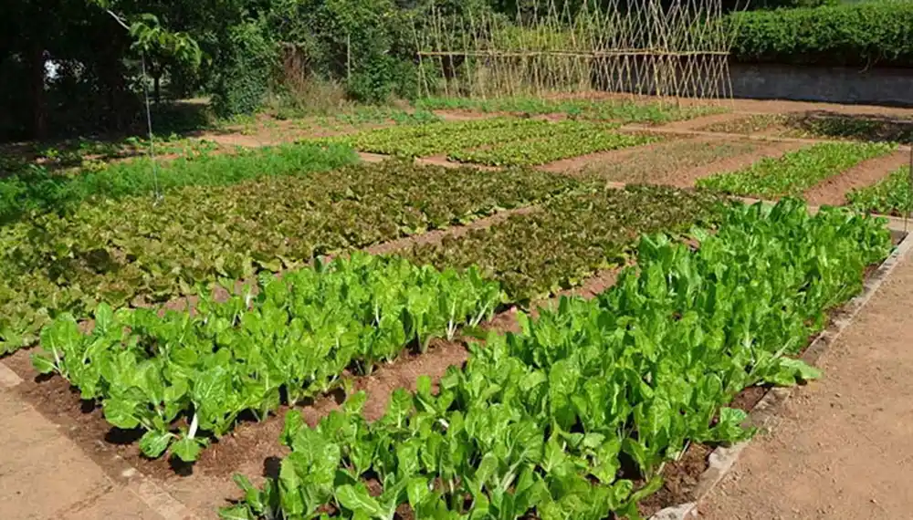 El Concejo solicita información sobre terrenos municipales disponibles para impulsar el desarrollo de huertas