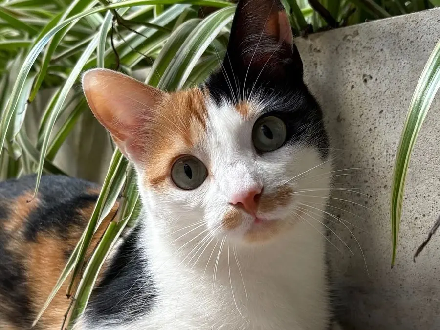 Dueños buscan a la gatita Palta
