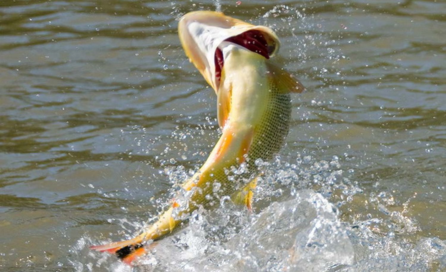 La CARU continúa con el programa de marcación de peces en el río Uruguay