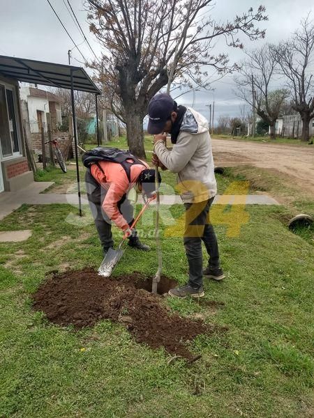 María Teresa avanza con la colocación de árboles en las veredas