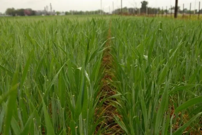 Campo