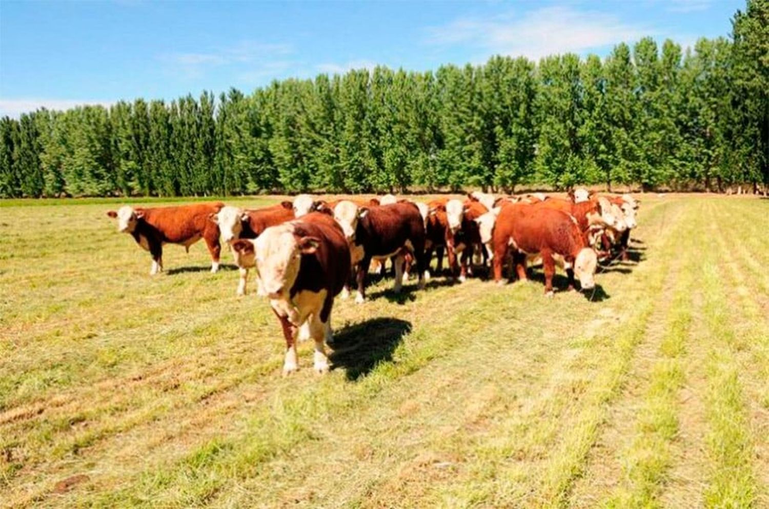 La capacitación al sector ganadero se extenderá hasta julio y consiste en siete ciclos de conferencias presenciales en diferentes polos productivos de la provincia. Está destinada en particular a productores y estudiantes de carreras afines a la actividad.