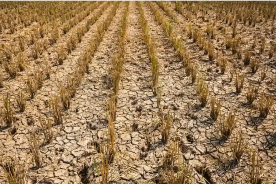 Santa Fe ya invirtió más de $4.000 millones para asistir a más de 5 mil productores afectados por la sequía