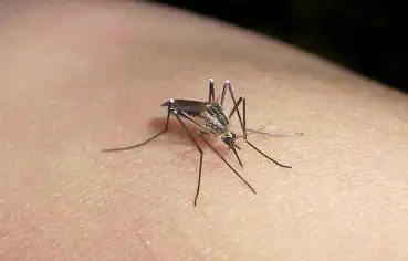 Dengue: Emiten un alerta para que se extremen los controles
