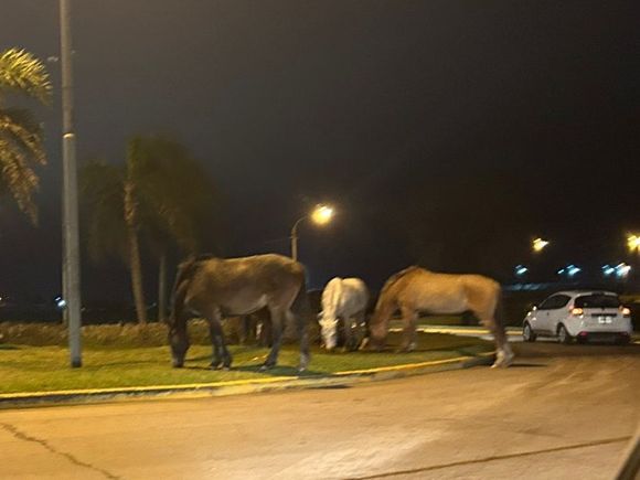 Caballos sueltos en la rotonda: riesgo constante para conductores y quejas permanentes de los vecinos