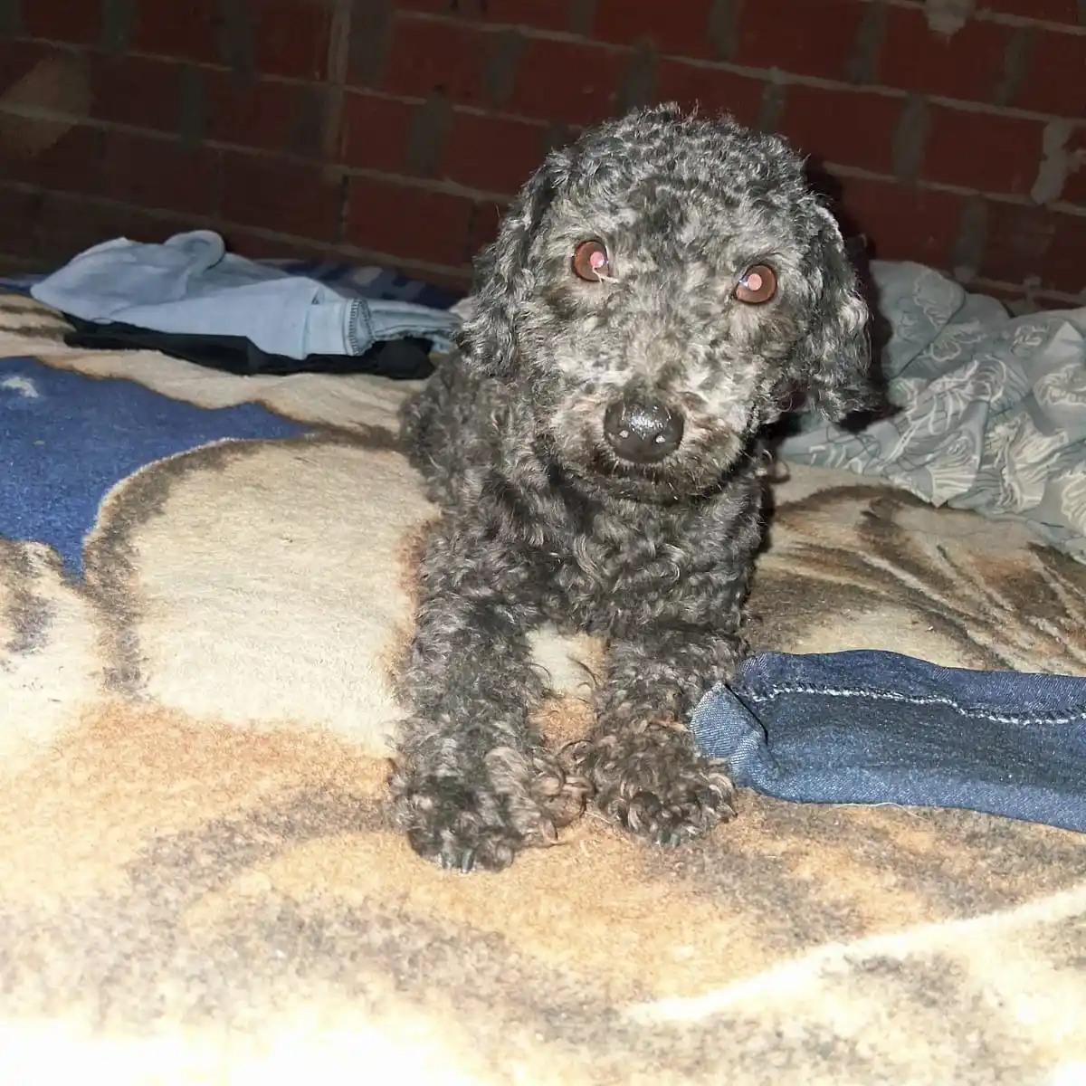 Buscan a Milo, un perrito extraviado