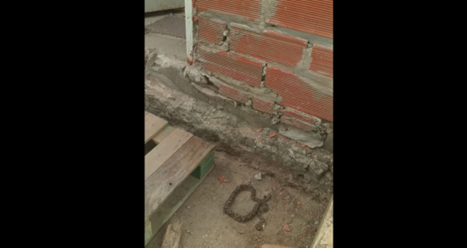 Encontraron una yarará en una casa