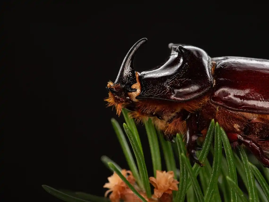 Un estudio revela que las plantas se comunican con escarabajos a través del calor