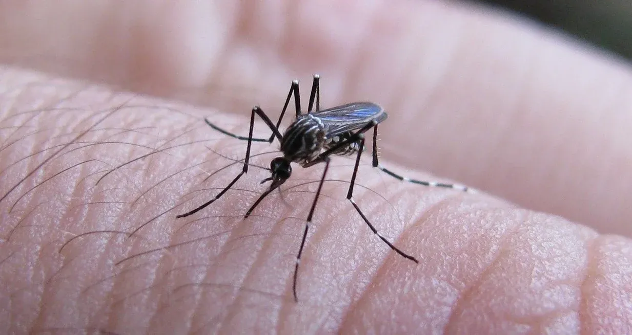 El vector que transmite el dengue, que es el mosquito de la especie Aedes aegypti, está presente en territorio provincial, por lo que se recomienda sostener todas las medidas de precaución que incluyen uso de repelente, descacharrado y consulta ante síntomas compatibles con la enfermedad. Crédito: El Litoral