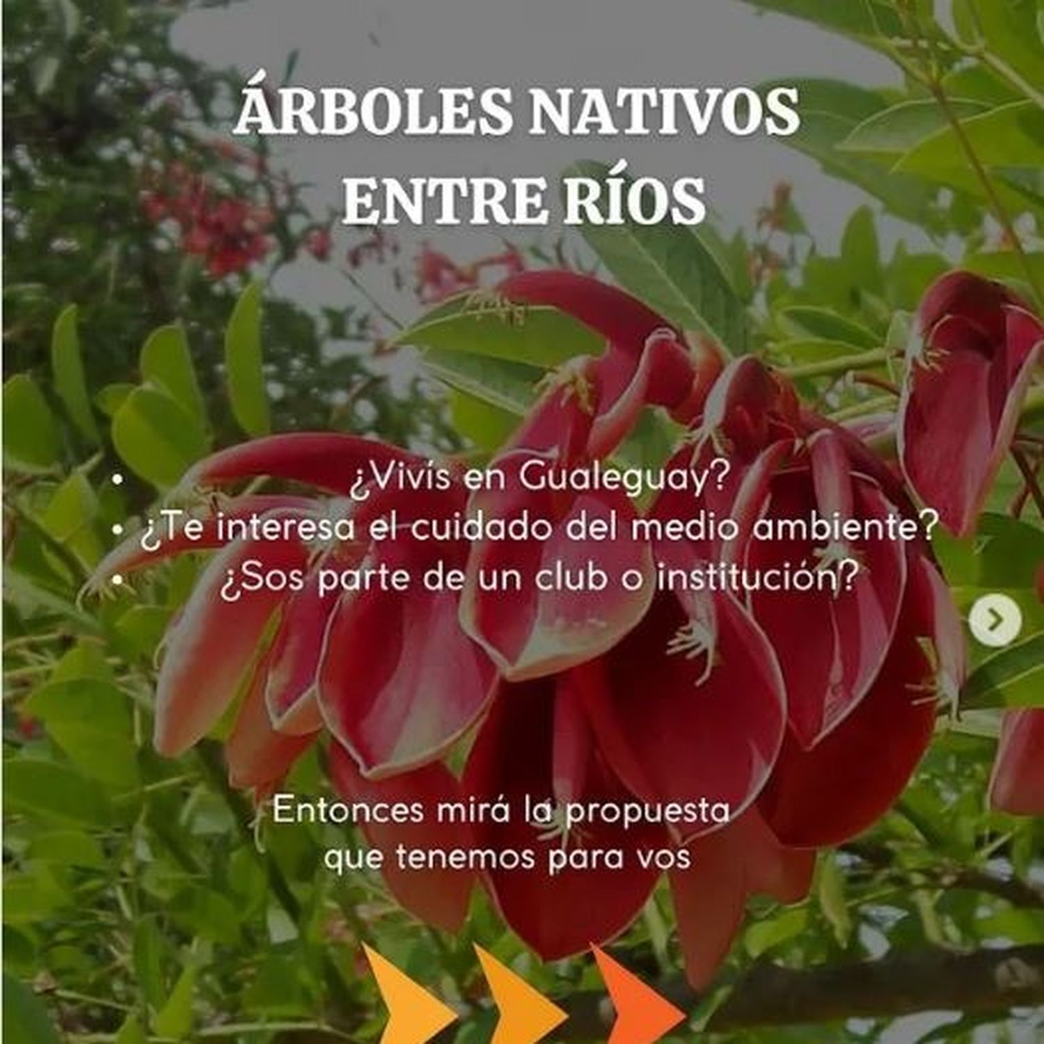 Se propone a instituciones locales plantar árboles en sus predios.