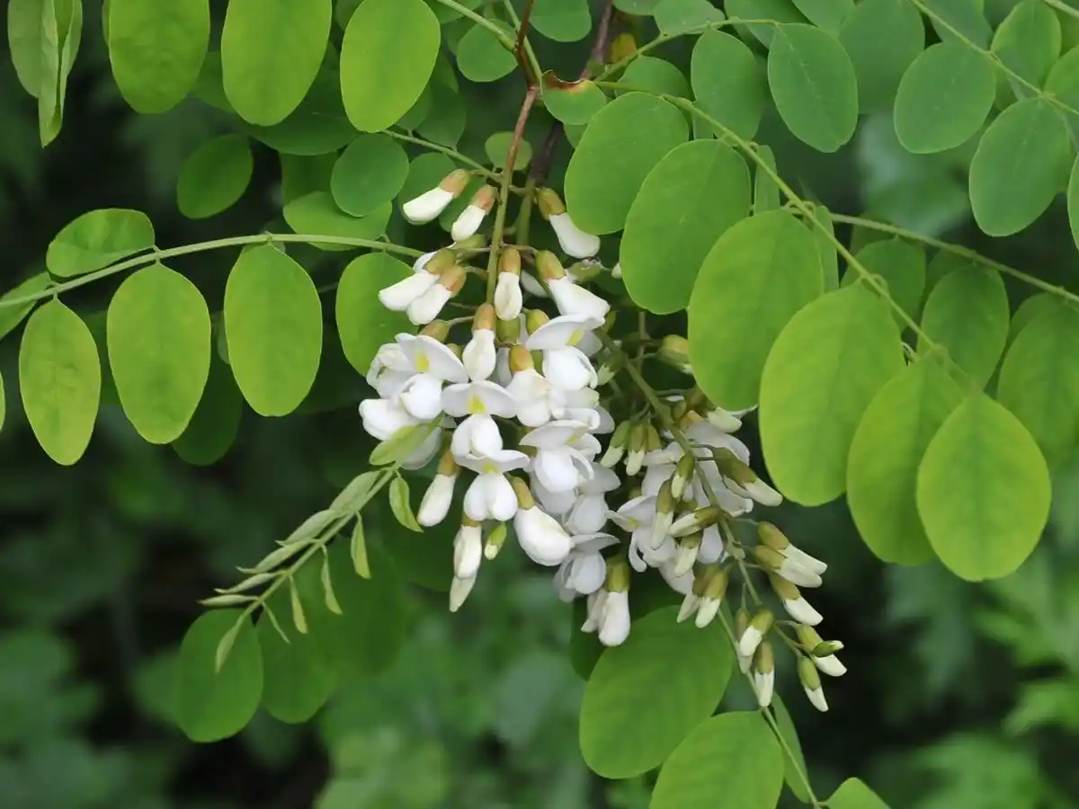 Falsa Acacia