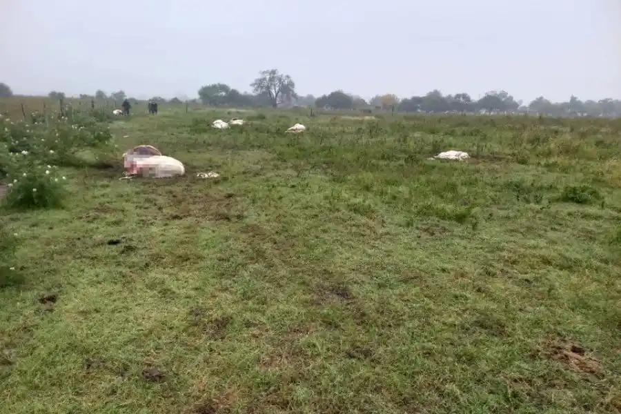 Ataque en campo de Josefina: Robo y faenado de vacas en el mismo lugar que habían sido robadas