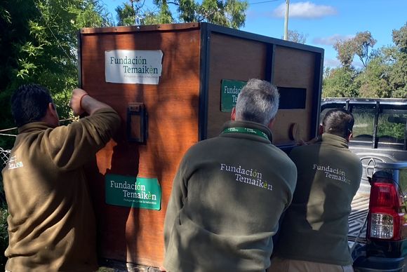 Rescataron al aguará guazú en Villa Jardín y lo llevaron a Temaikén