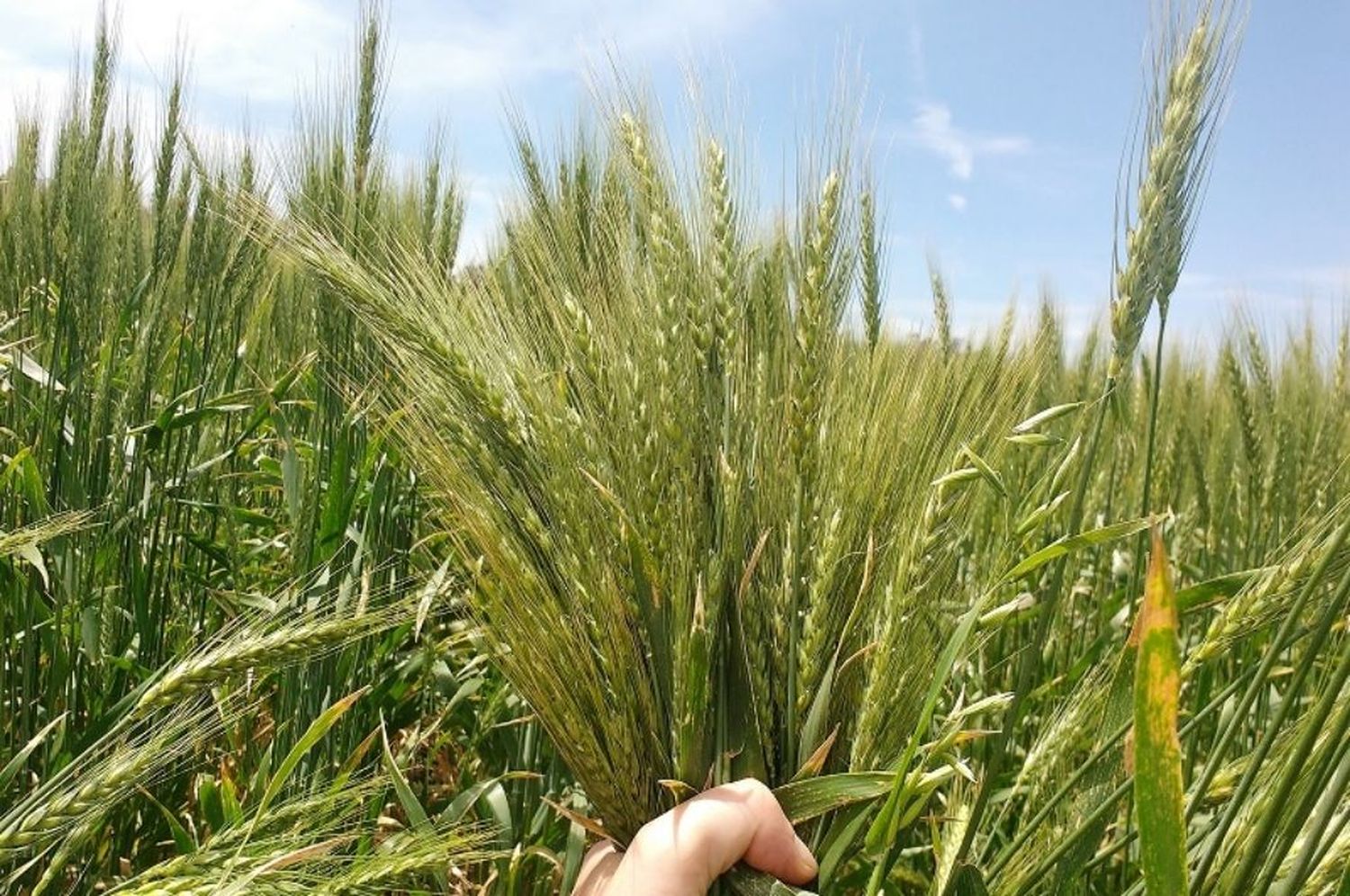 Se sembró con trigo el 92% de la superficie estimada