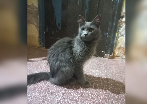 Final feliz: bajó Luna, la gatita que estuvo 17 días arriba de una palmera