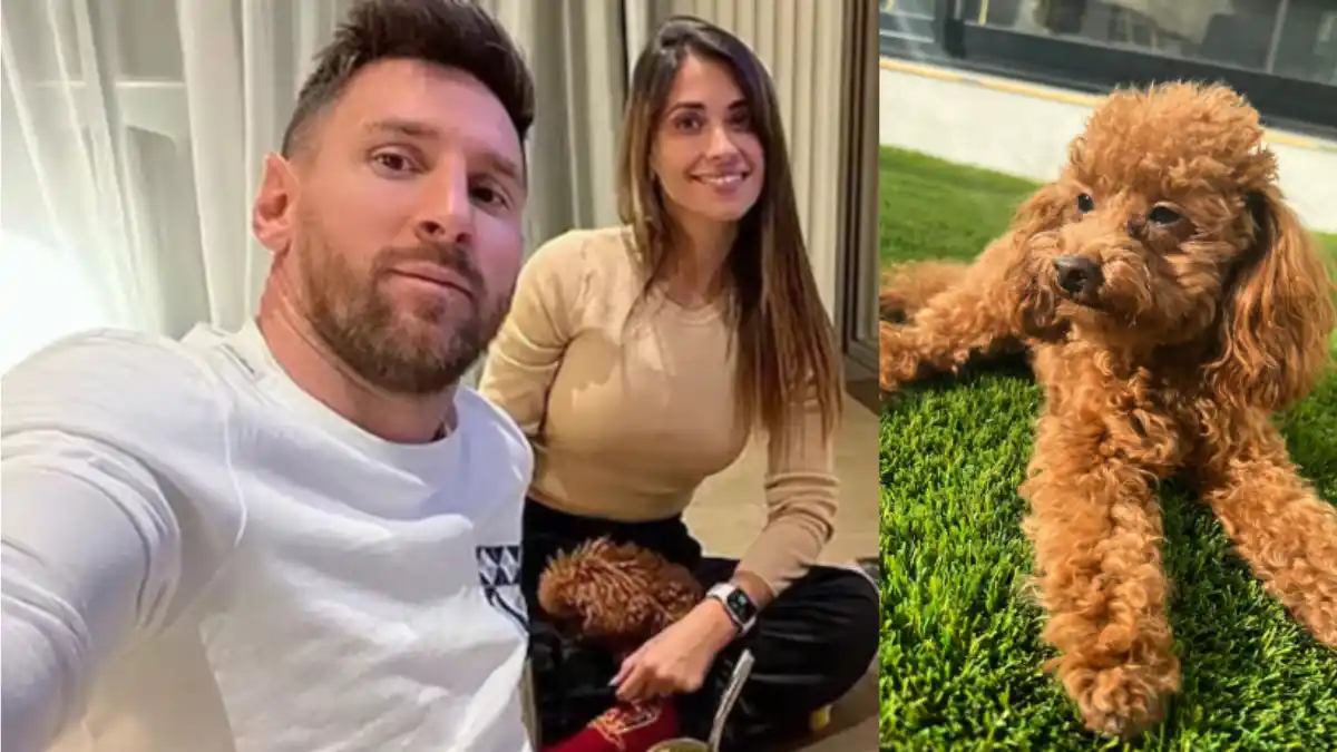 El pequeño Abú, el caniche toy de la familia Messi-Roccuzzo, se ha convertido en el consentido del hogar y estrella de las redes.
