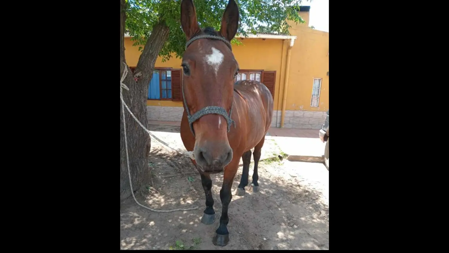 Desapareció un caballo