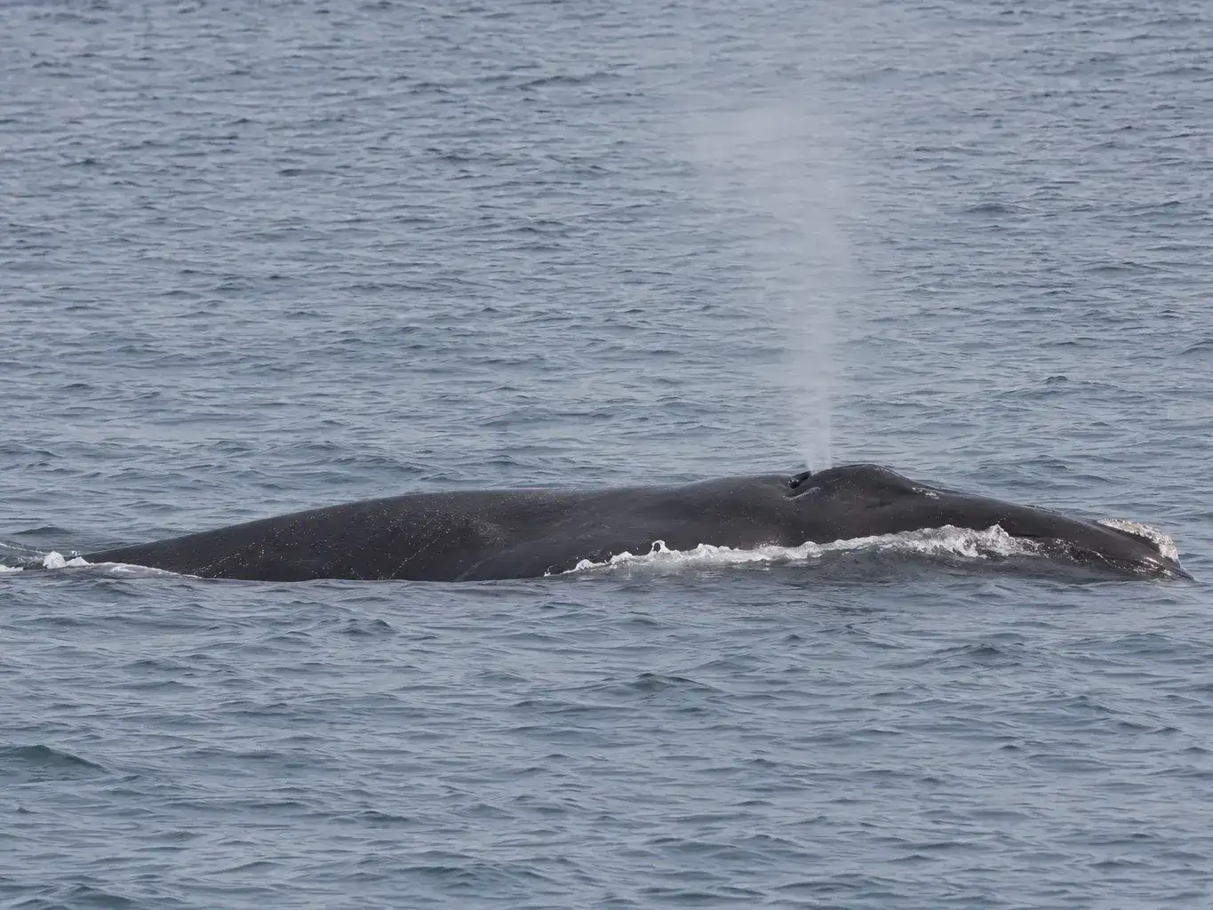 No hace falta viajar a la Patagonia: las ballenas también pueden verse en la costa bonaerense