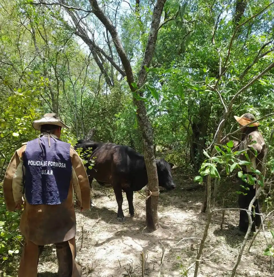Bartolomé de las Casas: La Uear recuperó un vacuno y detienen a un sospechoso