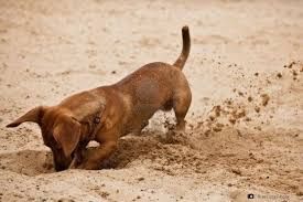 ¿Por qué tu perro rasca el piso o su cama? Descubrí qué intenta comunicarte