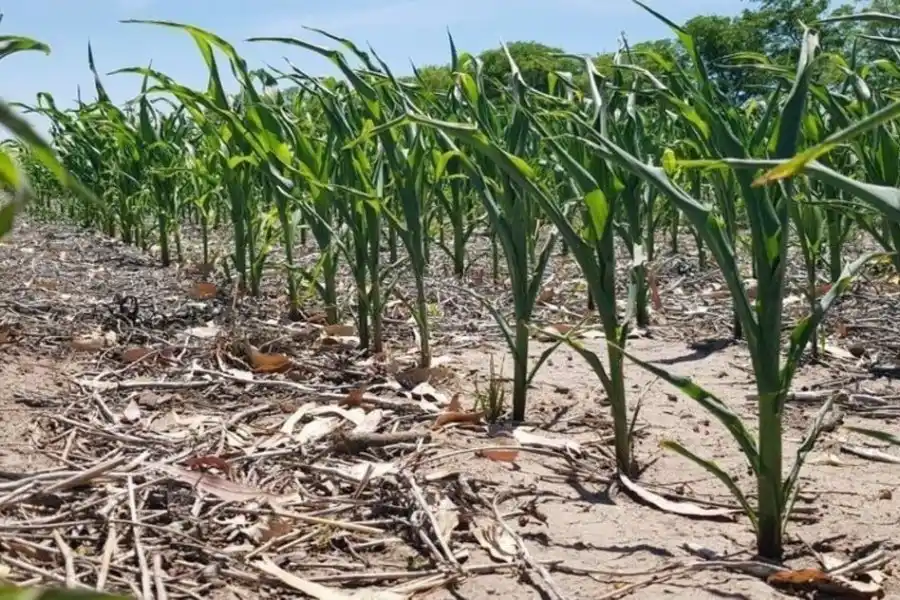 La ola polar arrasó con la plaga de la chicharrita, pero también liquidó maíces brotados o por brotar