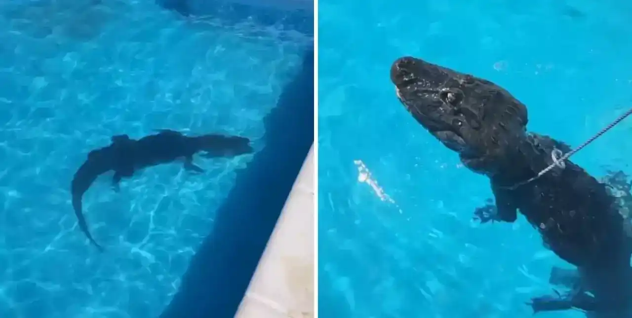 Video: apareció un yacaré en la pileta de una estancia en Entre Ríos
