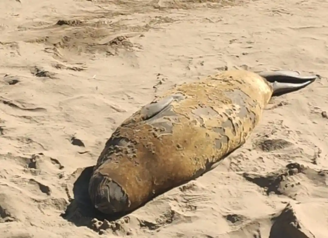 lobo marino escollera necochea