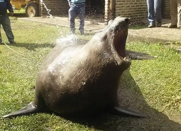 Final feliz: Trasladaron al elefante marino