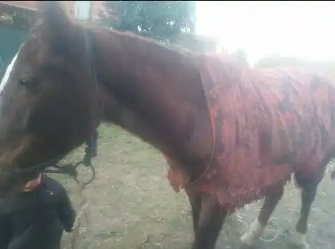 Carolina pide al dueño de esta yegua que vaya a buscarla.