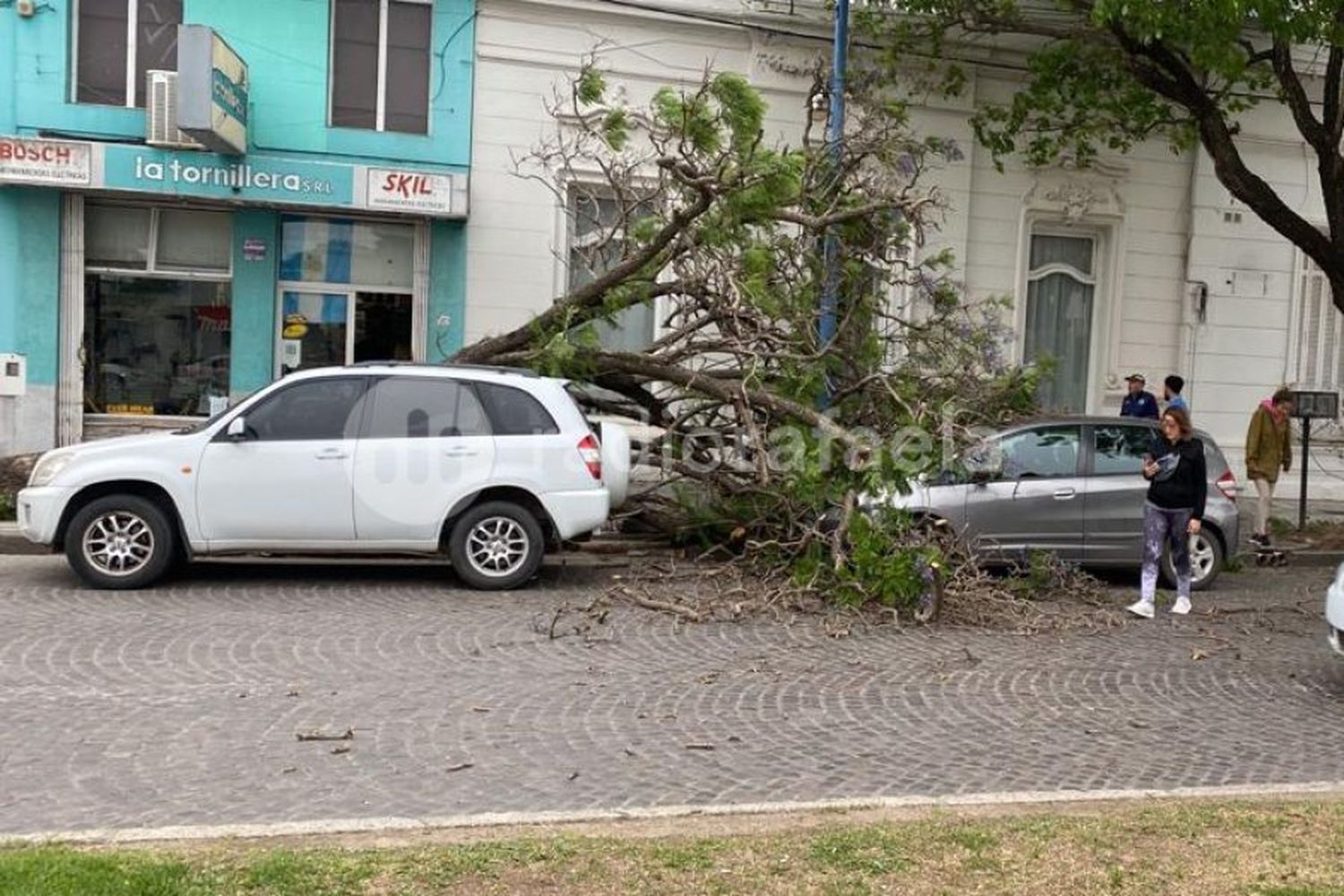 Alerta meteorológico por vientos: se cayó un árbol en Bv. Lehmann entre dos vehículos