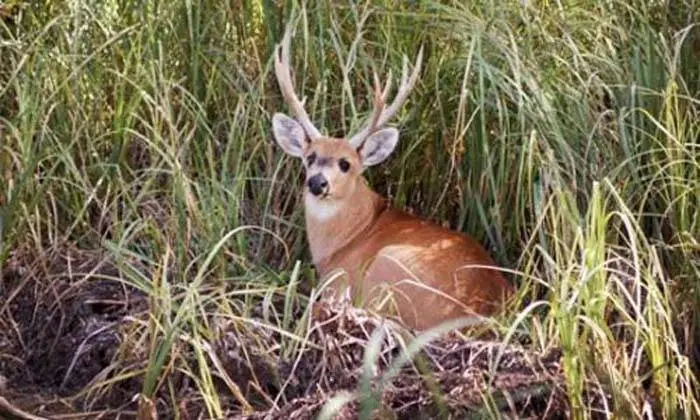Relanzan la comisión nacional de biodiversidad