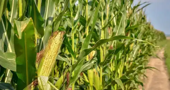 Maíz: la chicharrita aumentó su presencia en cultivos del sur y centro-norte santafesino