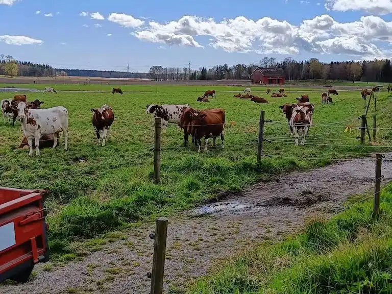 Una diputada propuso un impuesto a la emisión de gases de las vacas