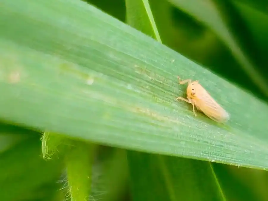 Alerta en el maíz: la chicharrita avanzó en casi todas las regiones durante el verano