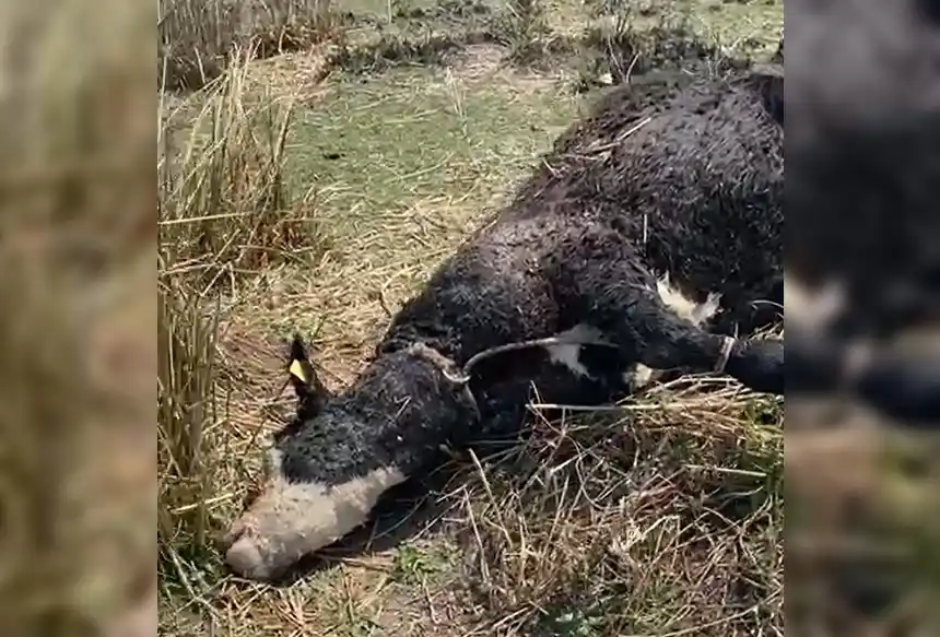 Abigeato: le robaron vacas, encontró una viva y otras faenadas en La Tosquera