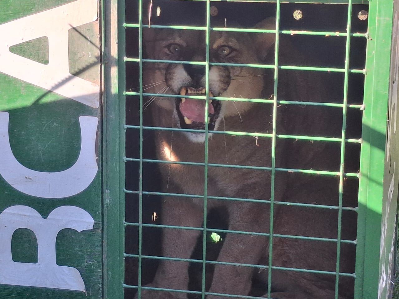 Los pumas fueron derivados a Estación de Cría de Fauna Autóctona de Pan de Azúcar y del Bioparque M ' Bopicuá.