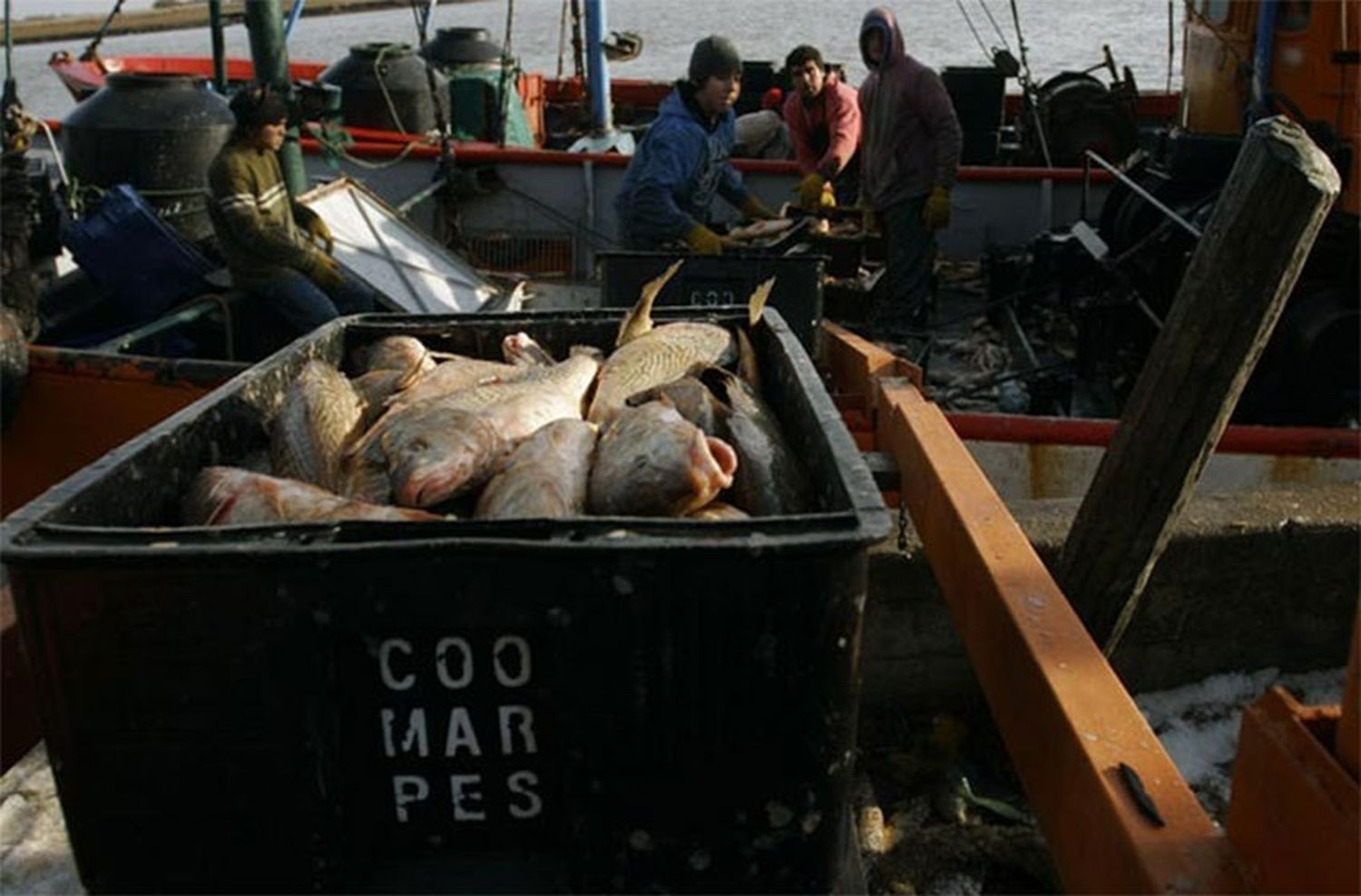 El mundo corvina apretó el freno