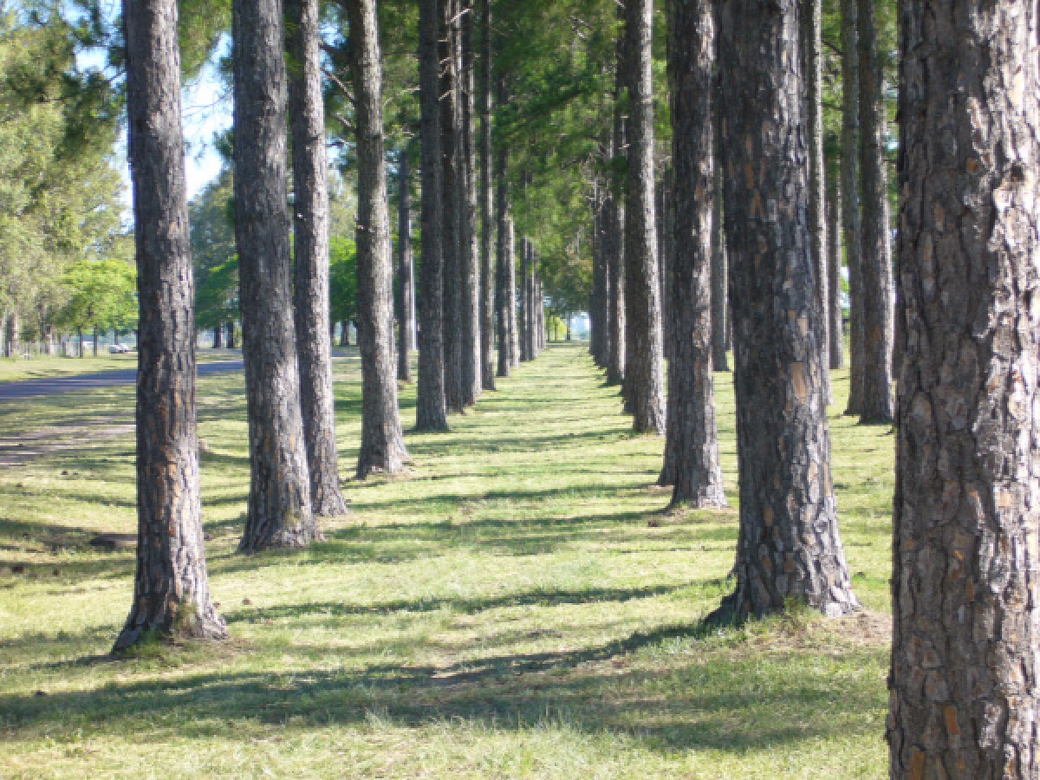 Amad propone la  reforestación rural