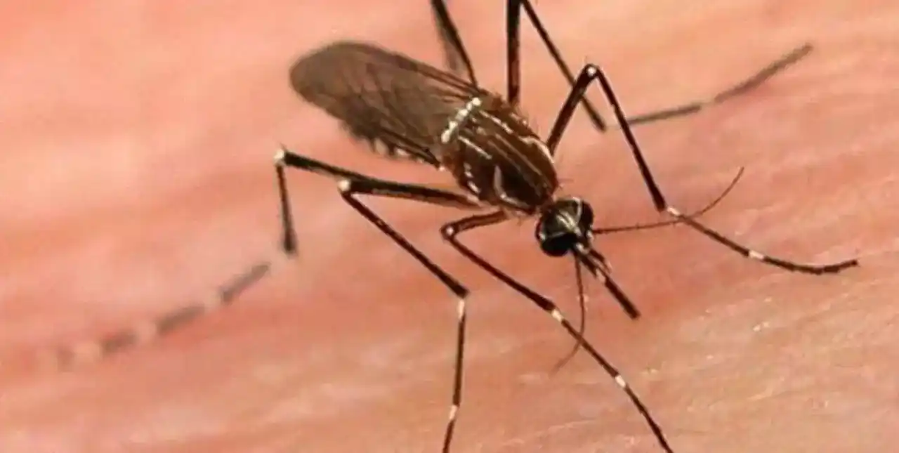Rosario: detectan el primer caso de chikungunya importado de Santa Fe