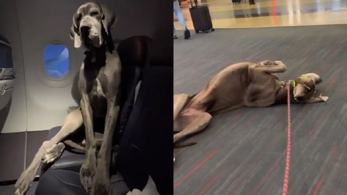 "Darwin", que pesa alrededor 64 kilos  es furor en las redes sociales.